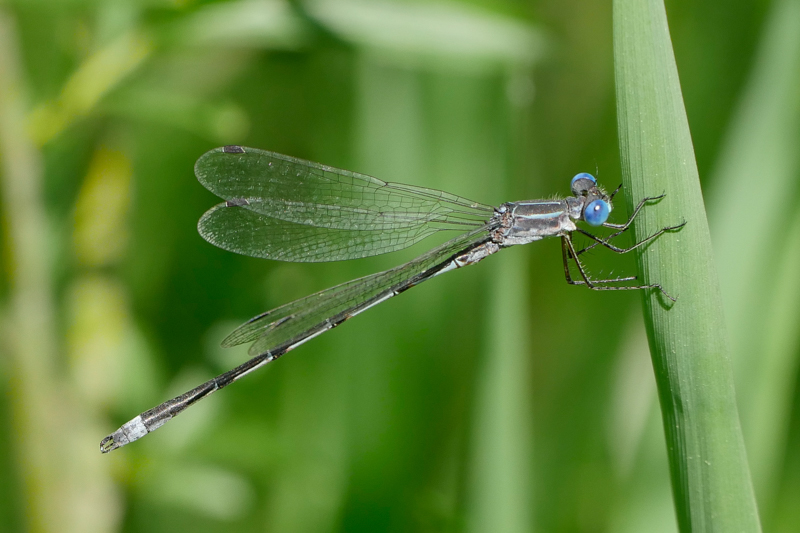 Southern spreadwing